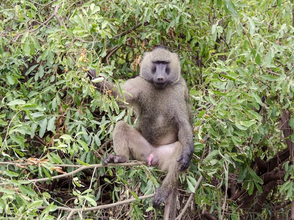 Baboon — Stock Photo, Image