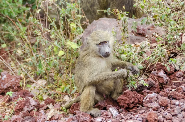 Jung baboon — Stock Photo, Image