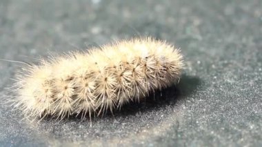 Karanlık bir yüzeyde büyük tüylü bir tırtıl hızla çerçeveden kaçar..