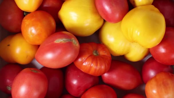 Hombre Pone Sobre Mesa Tomates Maduros Orgánicos Diferentes Colores Primeros — Vídeo de stock