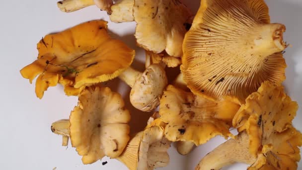 Man Lays Fresh Chanterelle Mushrooms Different Sizes Table Top View — Stock Video