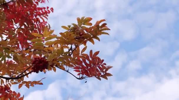 Kırmızı Sonbahar Rowan Dalları Yapraklarla Olgun Dutlarla Hafif Bir Rüzgarda — Stok video