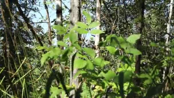 Зеленые Ветви Растения Колеблются Сильного Ветра Яркий Солнечный Летний День — стоковое видео
