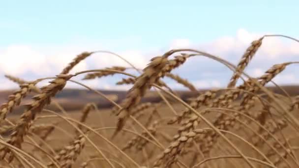 Uši Zralé Organické Pšenice Poli Houpají Větru Pozadí Modré Oblohy — Stock video