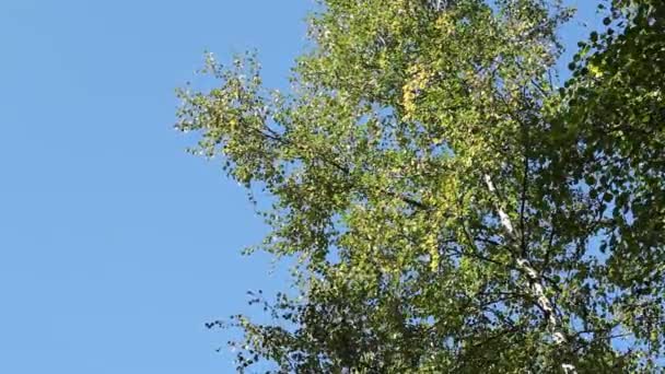 Березовые Ветви Зелеными Листьями Против Ярко Чистого Голубого Неба Раскачиваются — стоковое видео