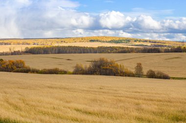 Parlak bir çiftlik buğday tarlasının manzarası olgunlaşmış buğdaylarla, güzel bulutlarla dolu gökyüzü.