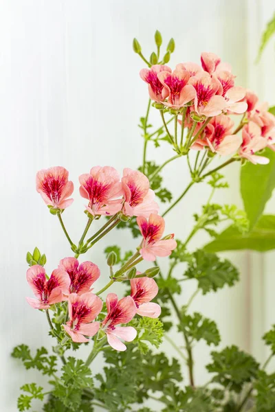 Royal Pelargonium Angel Narancs Vagy Muskátli Növény Rózsaszín Virágokkal — Stock Fotó