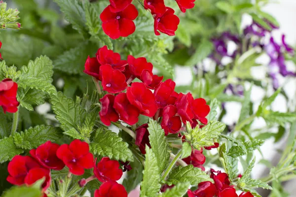 Verbena Növény Élénk Vörös Virágok Közelről — Stock Fotó