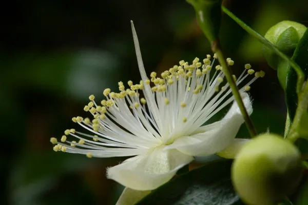 Hermosa Flor Mirto Primer Plano Sobre Fondo Vegetación Oscura —  Fotos de Stock