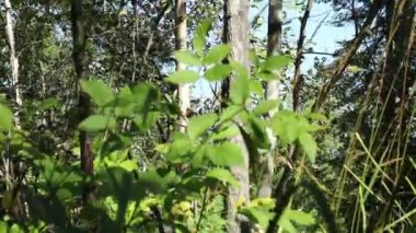 Orman çalılıkları, parlak yeşillik yakın çekim, seçici odak, açık güneşli bir günde yaz rüzgarı..