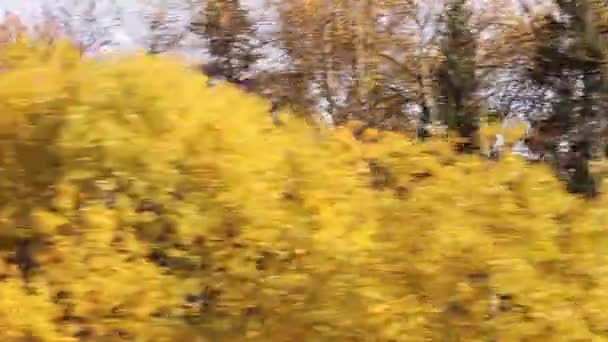 秋天的黄树飞驰而过 从汽车或公共汽车车窗看到的风景 秋天的汽车旅行 — 图库视频影像