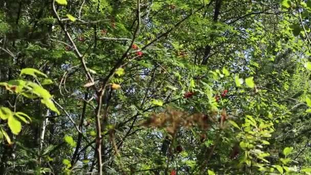 Drzewa Leśne Kołyszą Się Letni Wiatr Słoneczny Dzień — Wideo stockowe