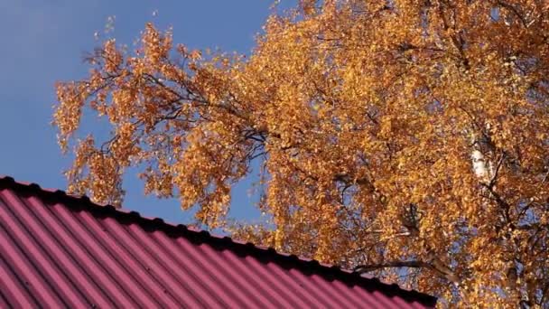 Uma Árvore Com Folhas Outono Amarelas Vento Leve Contra Fundo — Vídeo de Stock