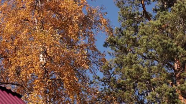 美しい青空 暖かい晴れた秋の日を背景に 明るい黄色の葉と明るい緑の松の針を持つ秋の木 — ストック動画