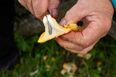 Yaşlı bir kadının elleri mantarı yakın plan kesiyor..