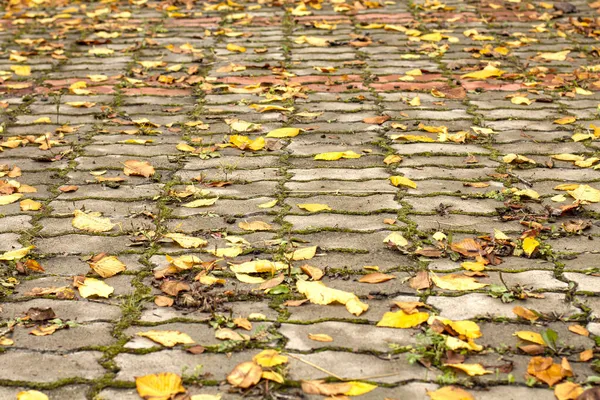 Pedras Pavimentação Parque Cidade Com Folhas Outono Amarelas — Fotografia de Stock