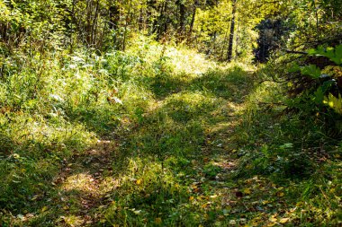 Orman yolu çimlerle kaplandı güneşli bir günde, yaz ormanı manzarasında.