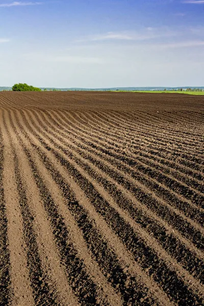 Deep Furrows Plowed Land Planting Spring Bright Blue Sky Vertical — Stock Photo, Image