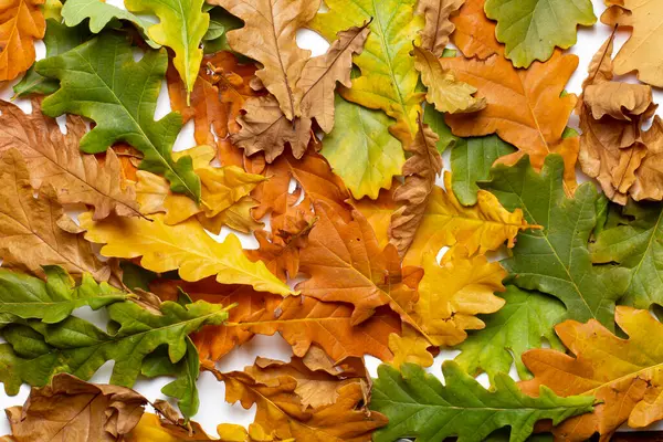 Gelbe Und Rote Herbsteichenblätter Auf Weißem Sockel Draufsicht Platz Für — Stockfoto