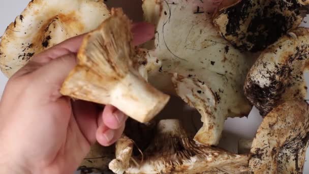 Hombre Toma Hongos Comestibles Del Bosque Con Mano Examina Calidad — Vídeo de stock