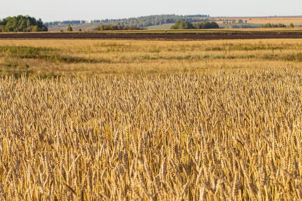 Field Landscape Ears Ripe Wheat Selective Focus — Stock Photo, Image