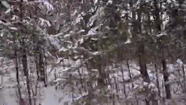 Widok Samochodu Lub Autobusu Krajobraz Zimowy Drzewa Śniegu Wzdłuż Drogi — Wideo stockowe