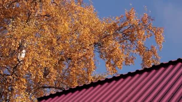Metalowy Dach Nad Błękitnym Niebem Drzewo Żółtymi Jesiennymi Liśćmi Jesienny — Wideo stockowe