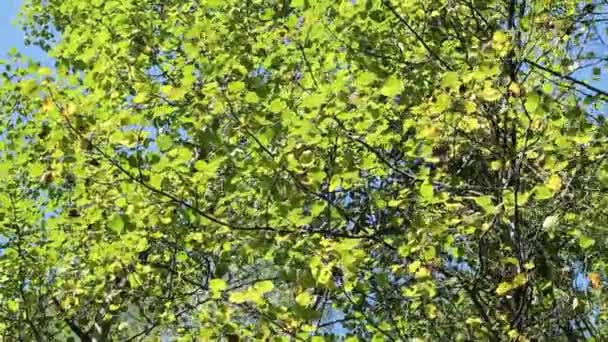Filialer Ett Träd Med Ljusa Gröna Blad Svajar Vinden Ljus — Stockvideo