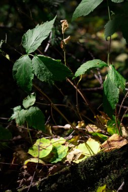 Vahşi orman çalılıklarında yeşil yapraklar ve yosun. Akıllı telefon için arka plan veya cep telefonu için ekran koruyucu.