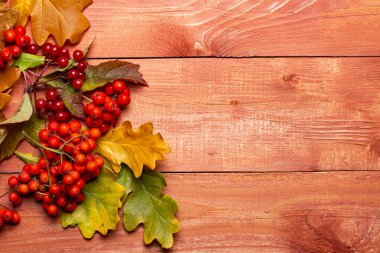 Parlak renkli doğal yaprakların sonbahar kompozisyonu ve kırsal bir zeminde kırmızı olgun meyveler..