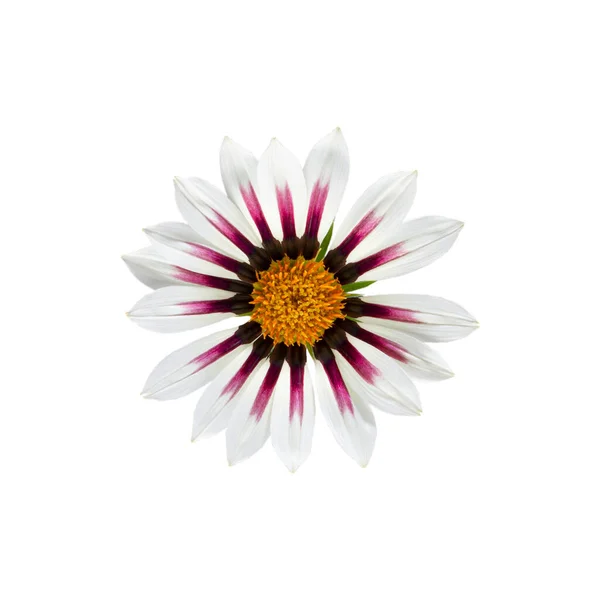 Gazania Bloem Afrikaanse Madeliefjes Treasure Flower Knop Wit Geïsoleerde Bovenaanzicht — Stockfoto
