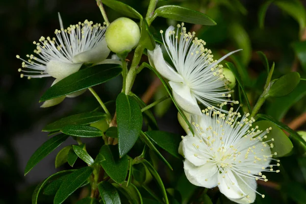 Fényes Fehér Virágok Mirtusz Közelkép Háttérben Sötét Növényzet Stock Kép