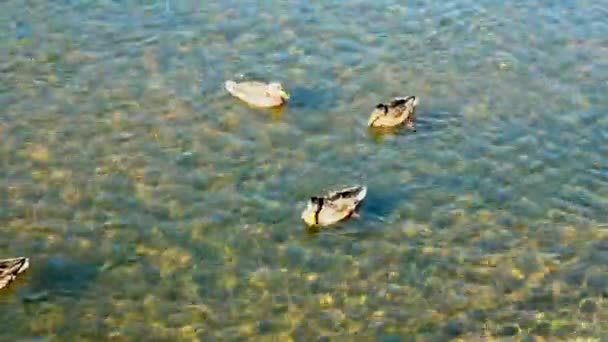 Wild Ducks Swim Clean Beautiful Transparent Water River Bright Sunny — Video Stock