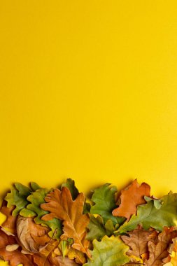 Sarı arkaplanda sonbahar yaprakları, dikey pankart modeli, üst görünüm, kopyalama alanı, düz uzanma.