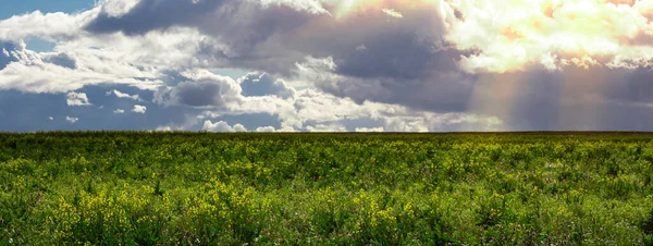 Campo Com Flores Selvagens Contra Uma Tempestade Céu Nublado Verão — Fotografia de Stock