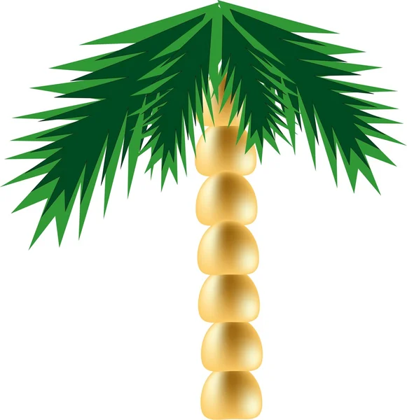 Palm — Stock Vector