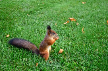 Park sincap bir şey çim gnaws.