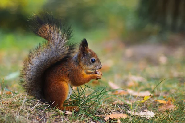 Słodkie wiewiórki na trawniku — Zdjęcie stockowe
