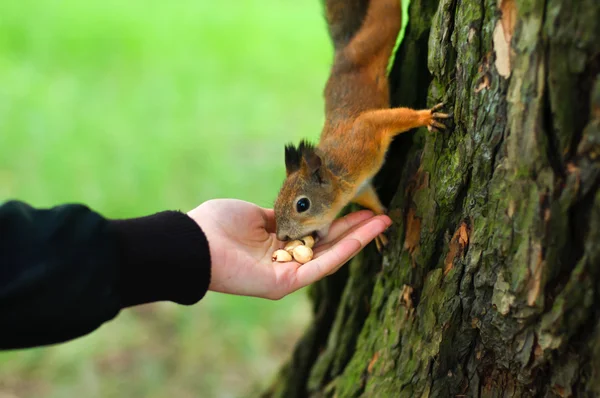 Comer ardillas en la mano —  Fotos de Stock