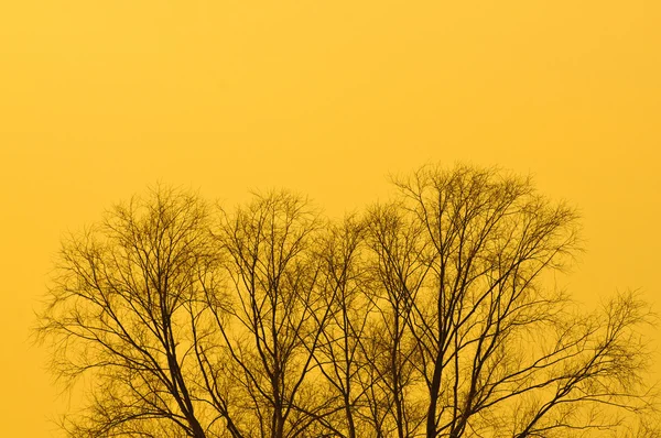 Äste kahler Bäume bei gelbem Sonnenuntergang — Stockfoto