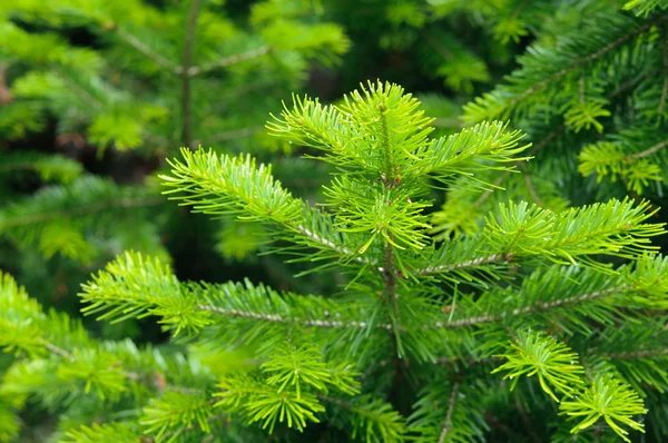 Verse pine branch in zomer — Stockfoto