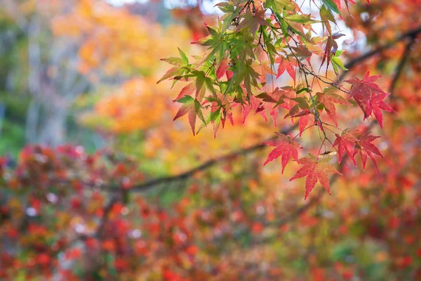 Foglie Acero Rosso Nella Foresta Kyoto Giappone Nella Stagione Autunnale — Foto Stock