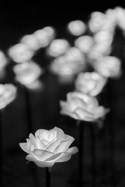 Yapay ışık çiçeği. Açık gül çiçekleri gece aydınlandı. 