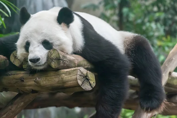 Uyuyan dev bir panda.
