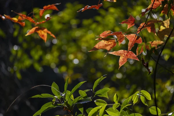 가을에 통국립 공원의 나뭇잎 — 스톡 사진