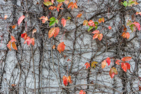 Beautiful Natural Background Plant Diverse Leaved Creeper Climbing Vine Growing — 스톡 사진