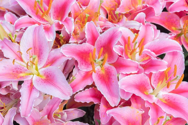 Schöne Bunte Blume Hintergrund Für Hochzeitsszene — Stockfoto