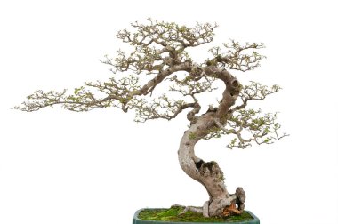 Bonsai çam ağacı. Beyaz arkaplanda izole