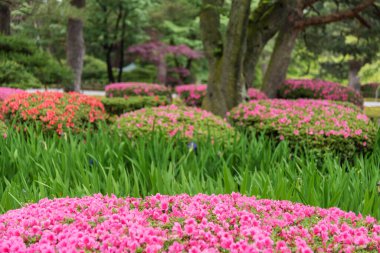 renkli çiçek bahçesinde. Doğal arka plan