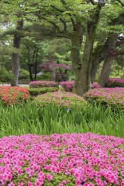 renkli çiçek bahçesinde. Doğal arka plan